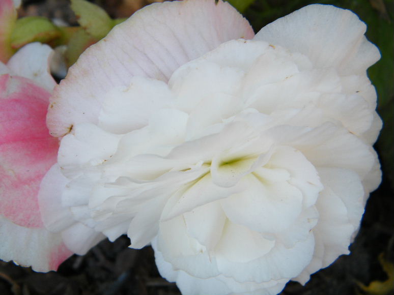 DSCF7229.JPG