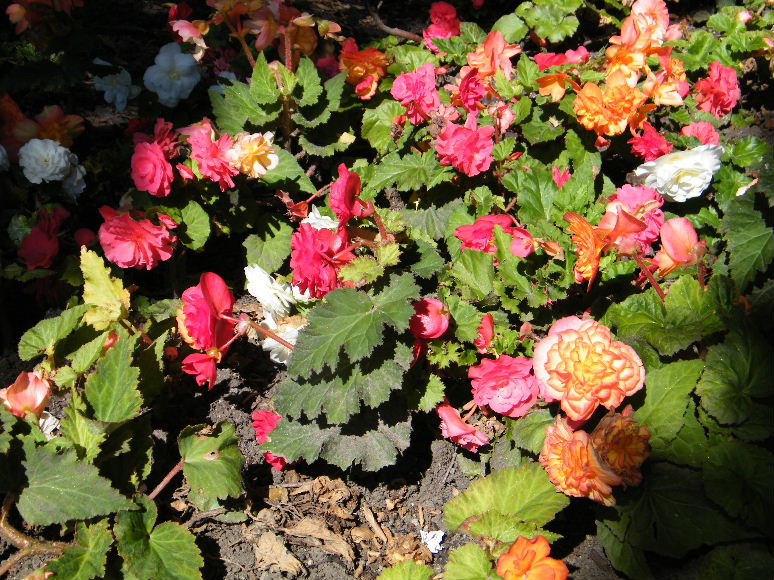 DSCF7226.JPG