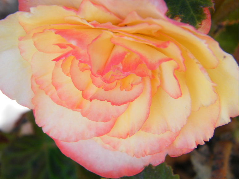DSCF7228.JPG