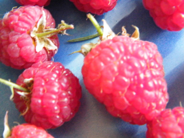DSCF2481.JPG