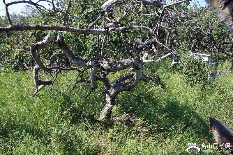 Crooked_Bush_1.JPG