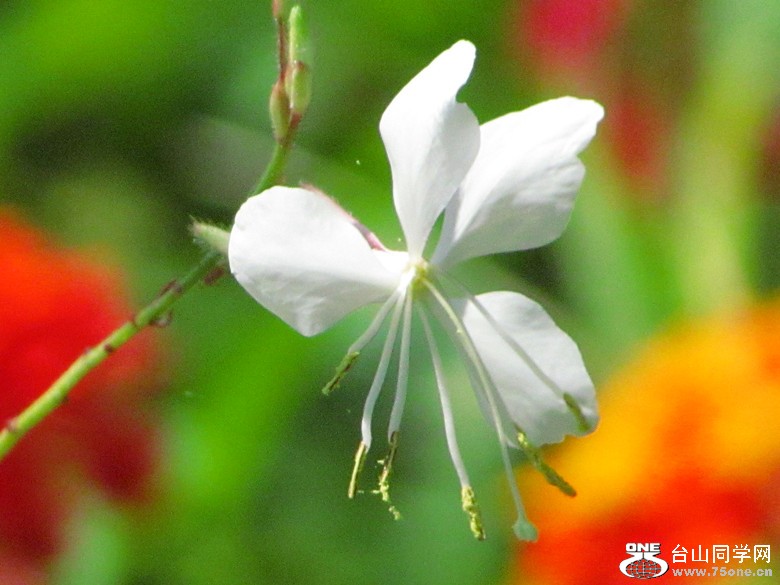 IMG_8876_5.jpg