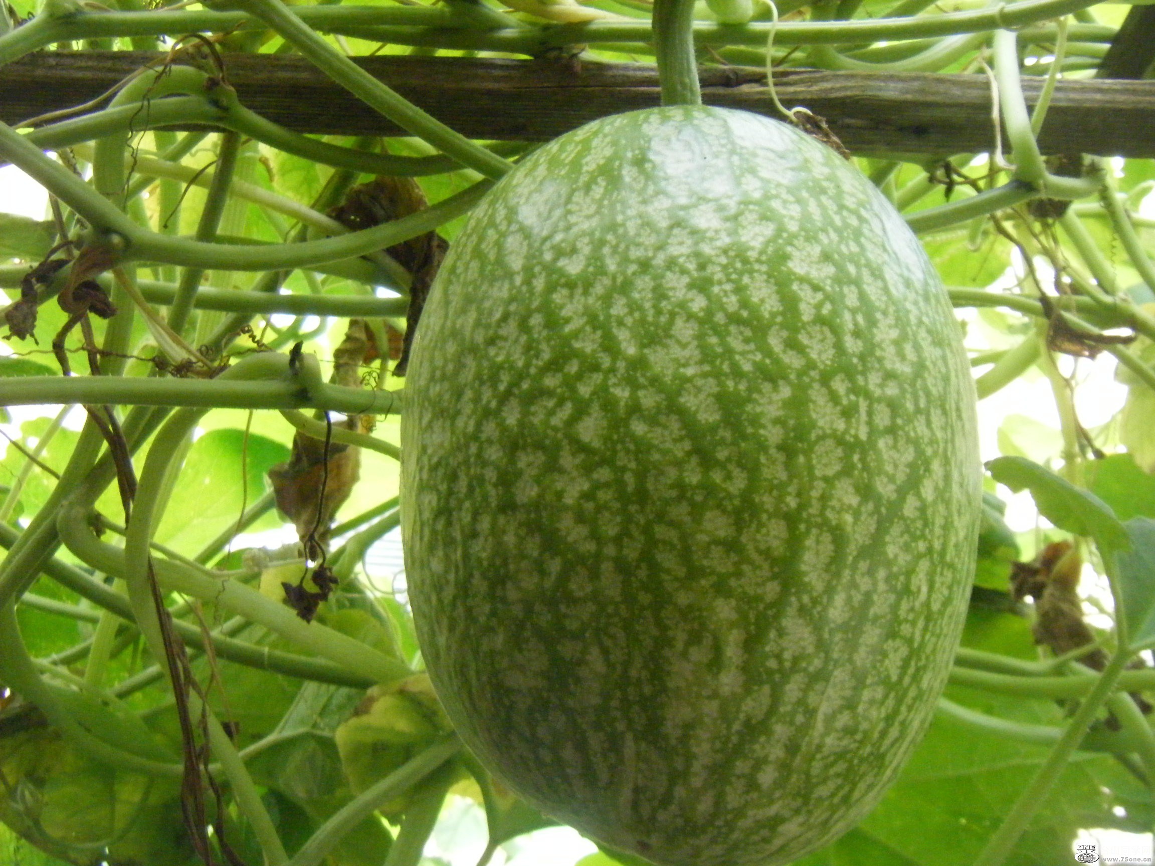 @2011-9-26 012.JPG