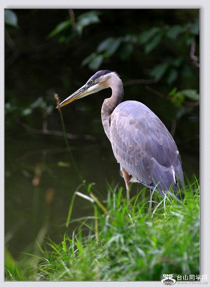 �}�u -�Q--2011 117ccc.jpg