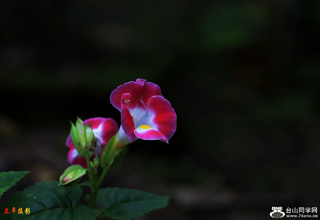 IMG_4376.JPG