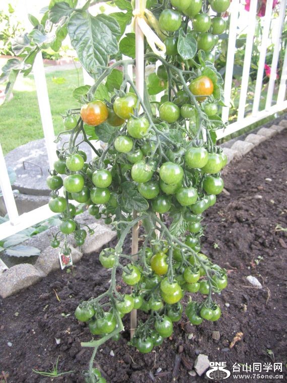 cruise,vancouva,seattle&nbsp;&nbsp;2011-7-30 1213.jpg