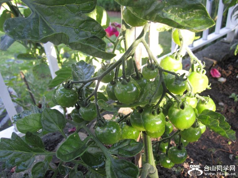 cruise,vancouva,seattle&nbsp;&nbsp;2011-7-30 1214.jpg