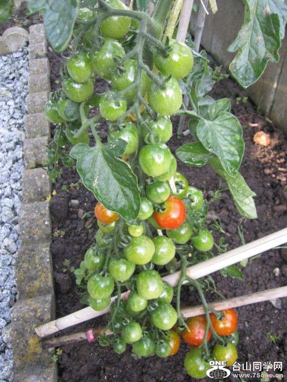 cruise,vancouva,seattle&nbsp;&nbsp;2011-7-30 1215.jpg