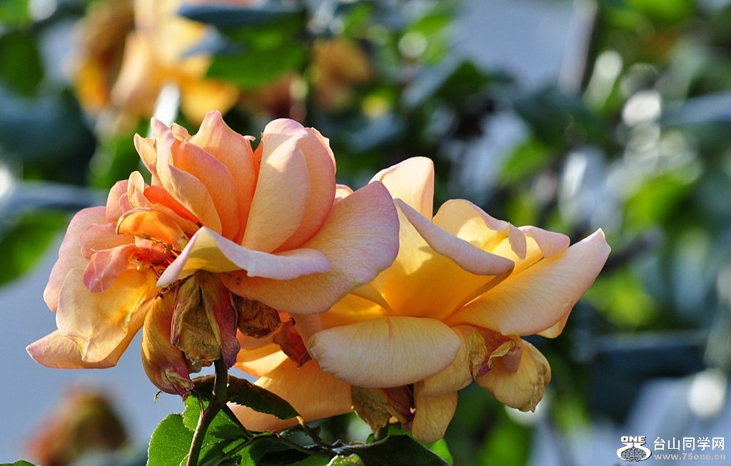 _DSC0086 [1024x768].JPG