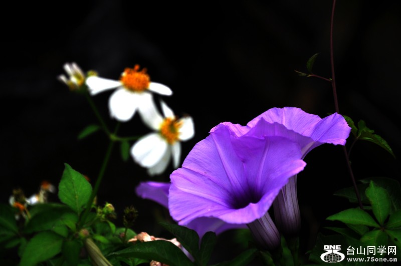 Ƭ 041.jpg