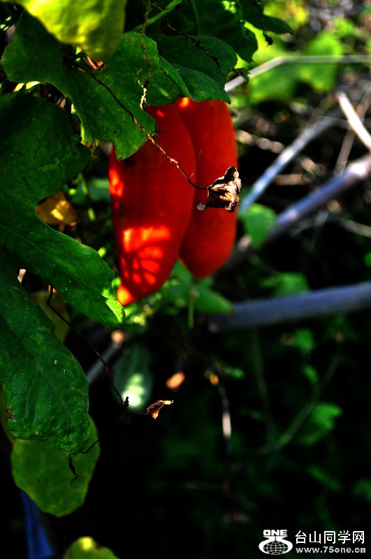 DSC_9955.jpg