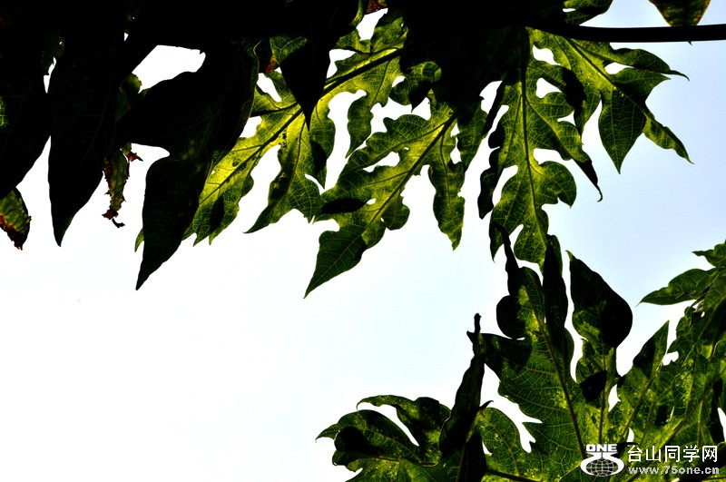 DSC_9890.jpg