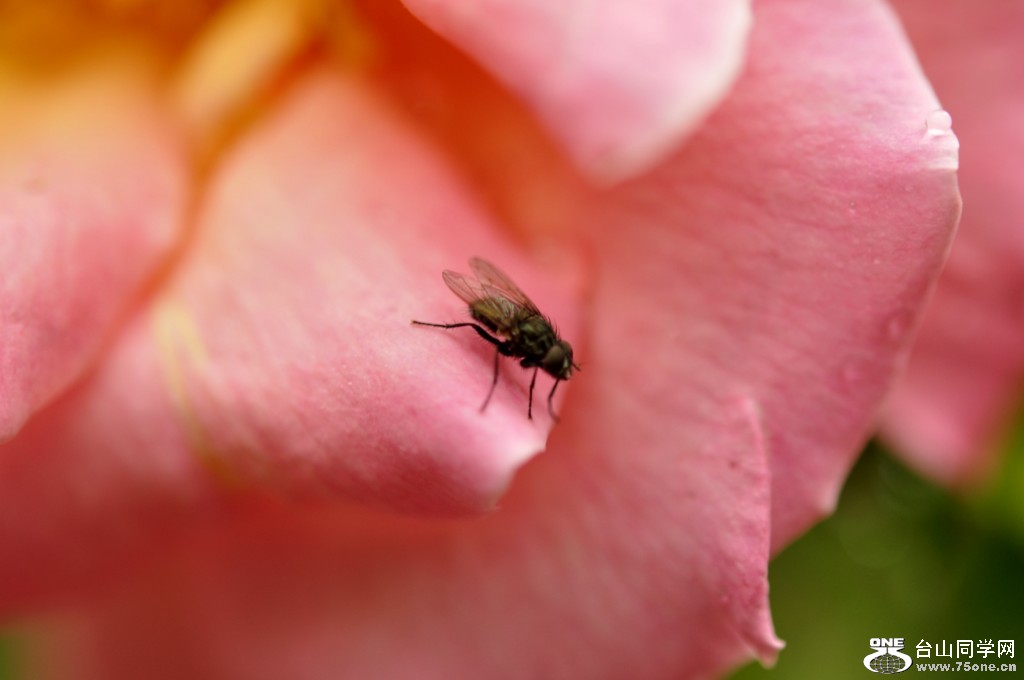 _DSC0050 [1024x768].JPG