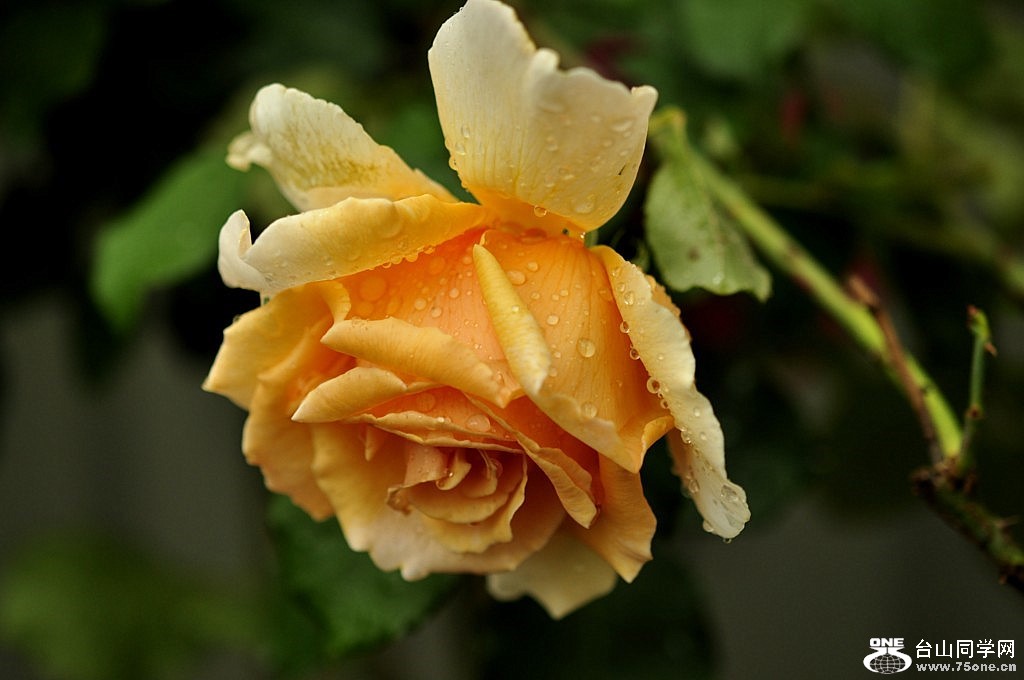 _DSC0196 [1024x768].JPG