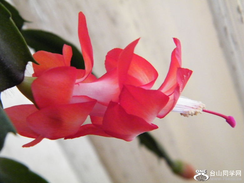 DSCF9671.JPG
