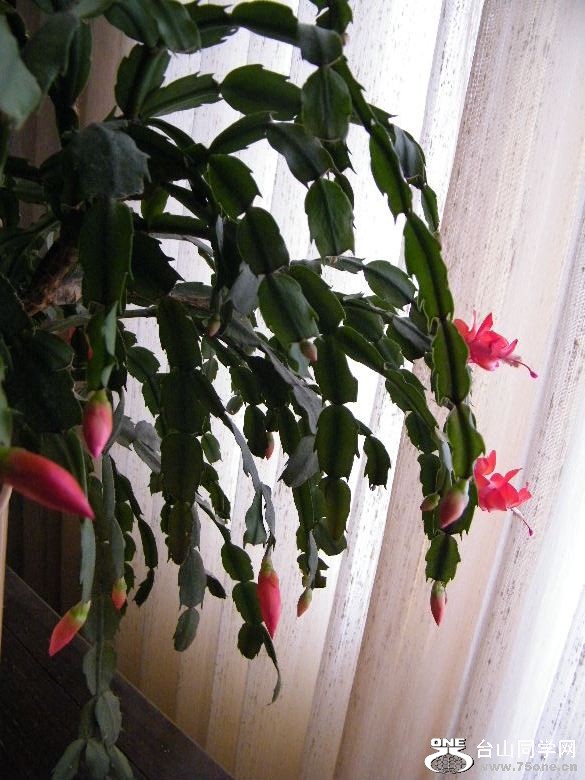 DSCF9677.JPG