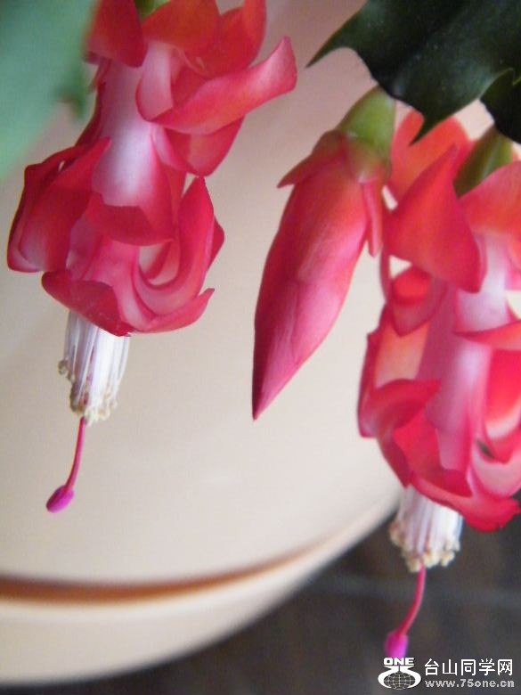 DSCF9669.JPG