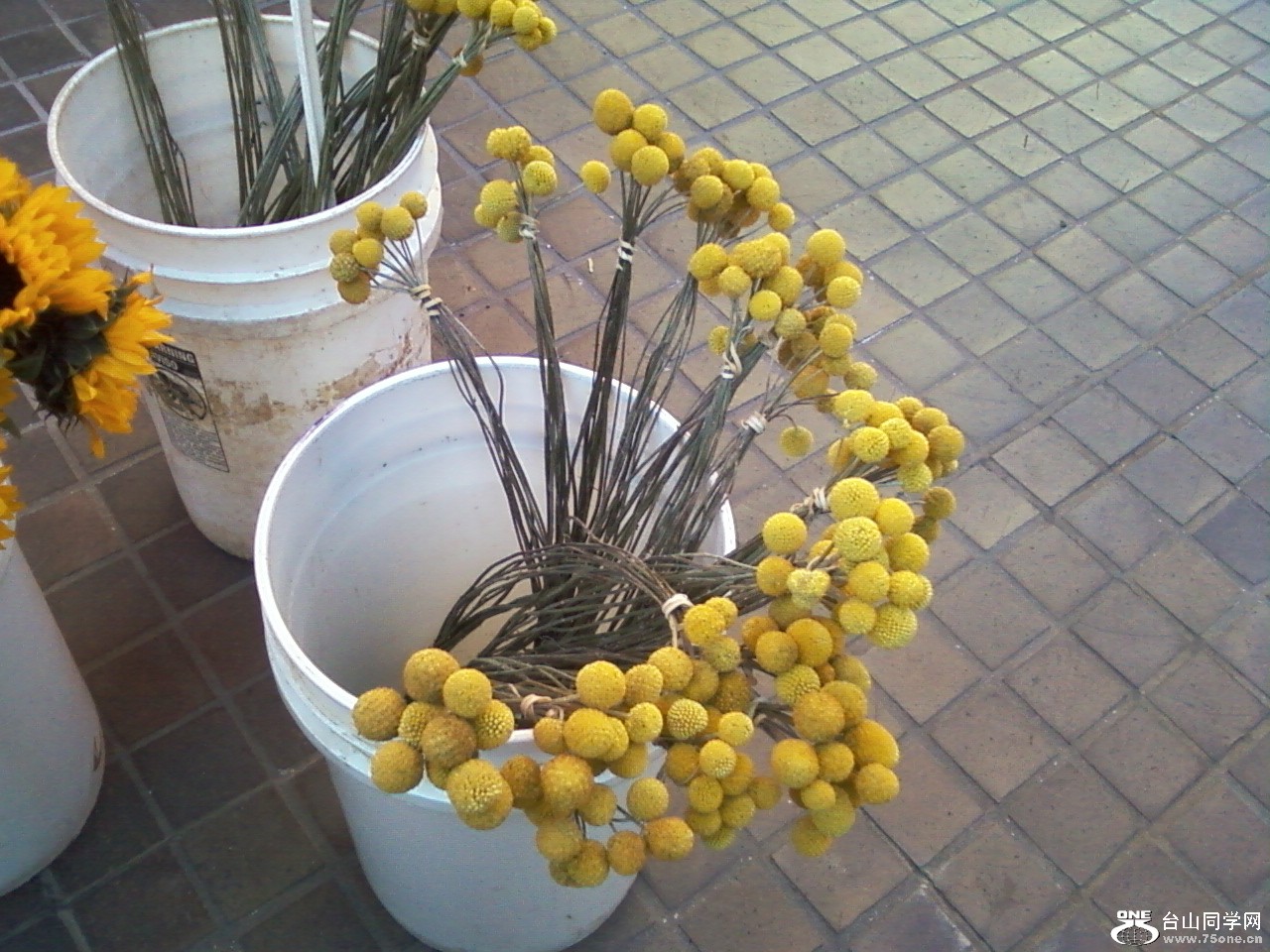 Ƭ-0267.jpg