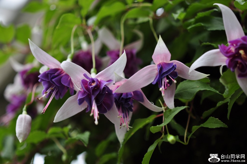 _DSC0529 [1024x768].JPG