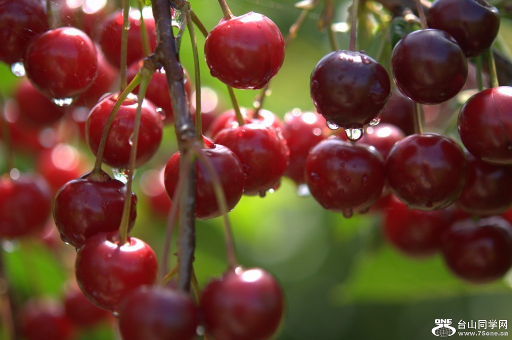 _DSC0177.NEF [1024x768].jpg