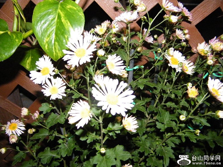 DSCF9343.JPG