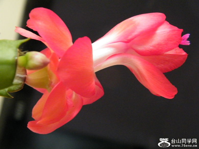 DSCF9775.JPG