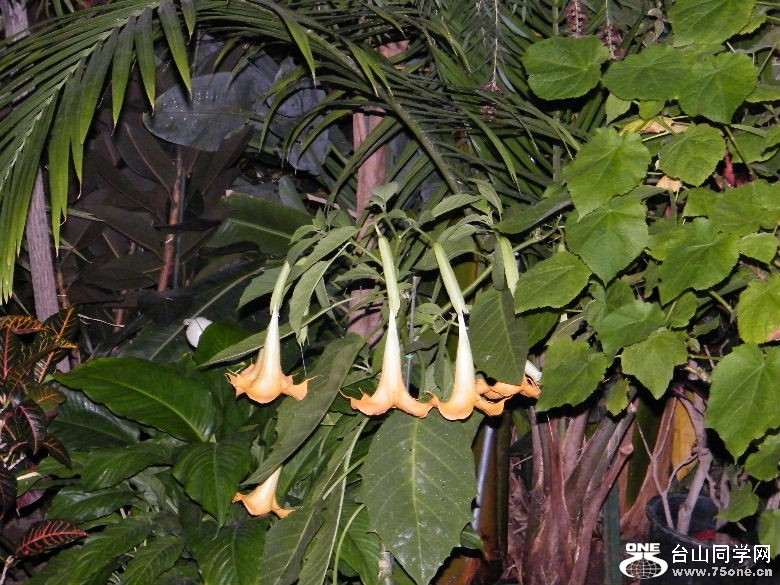 DSCF9353.JPG