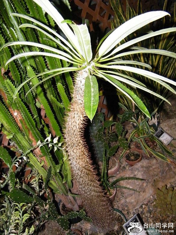 DSCF9345.JPG