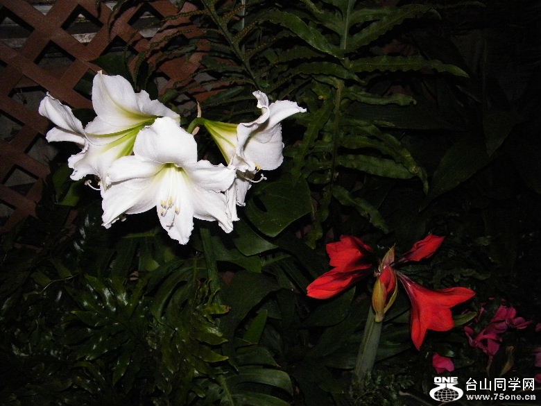 DSCF9354.JPG