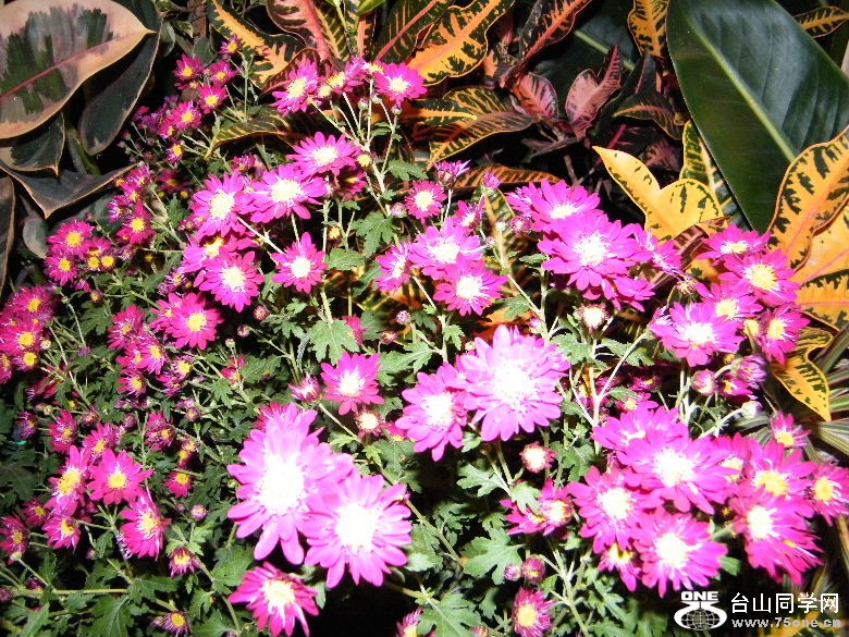 DSCF9342.JPG