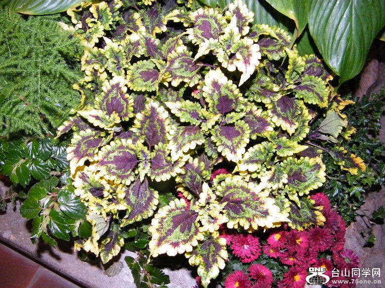DSCF9347.JPG