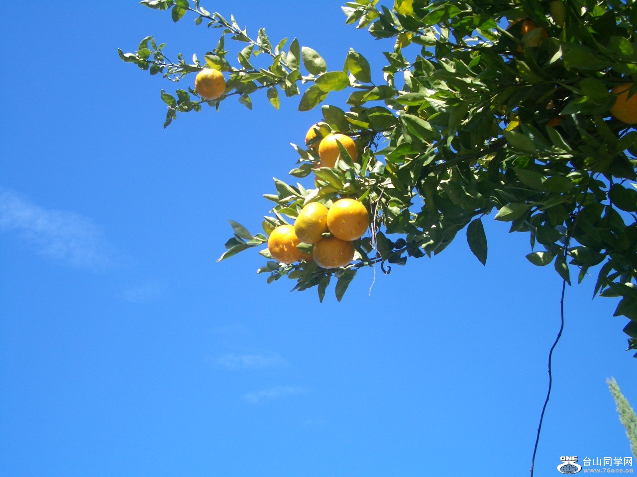 tangerine.JPG