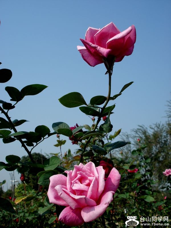 DSC05524.jpg
