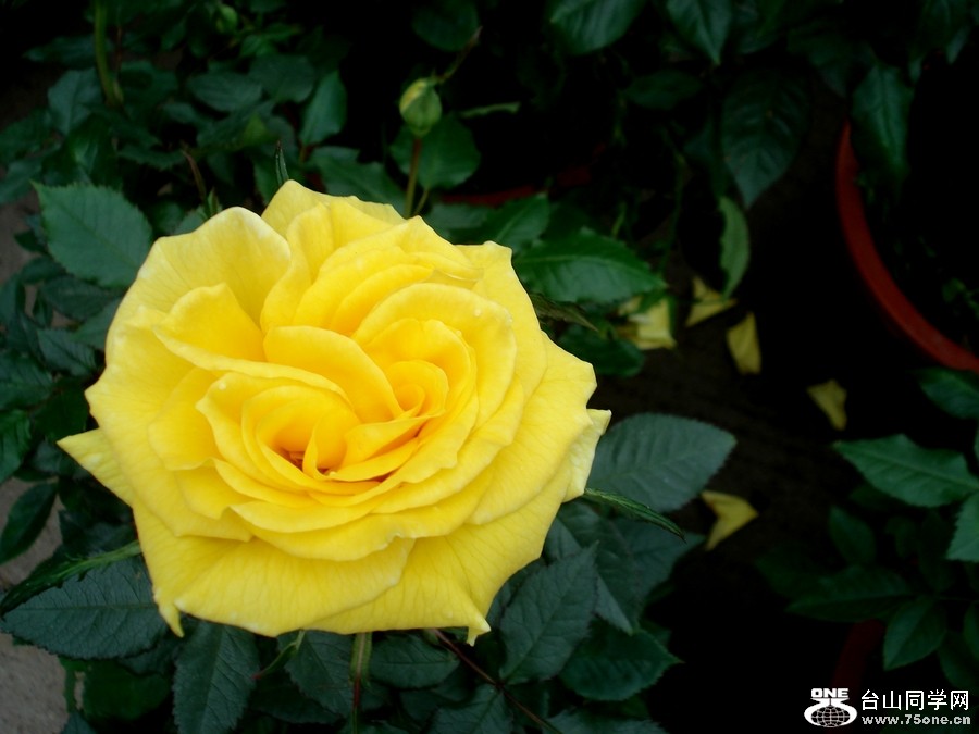 DSC05529.jpg