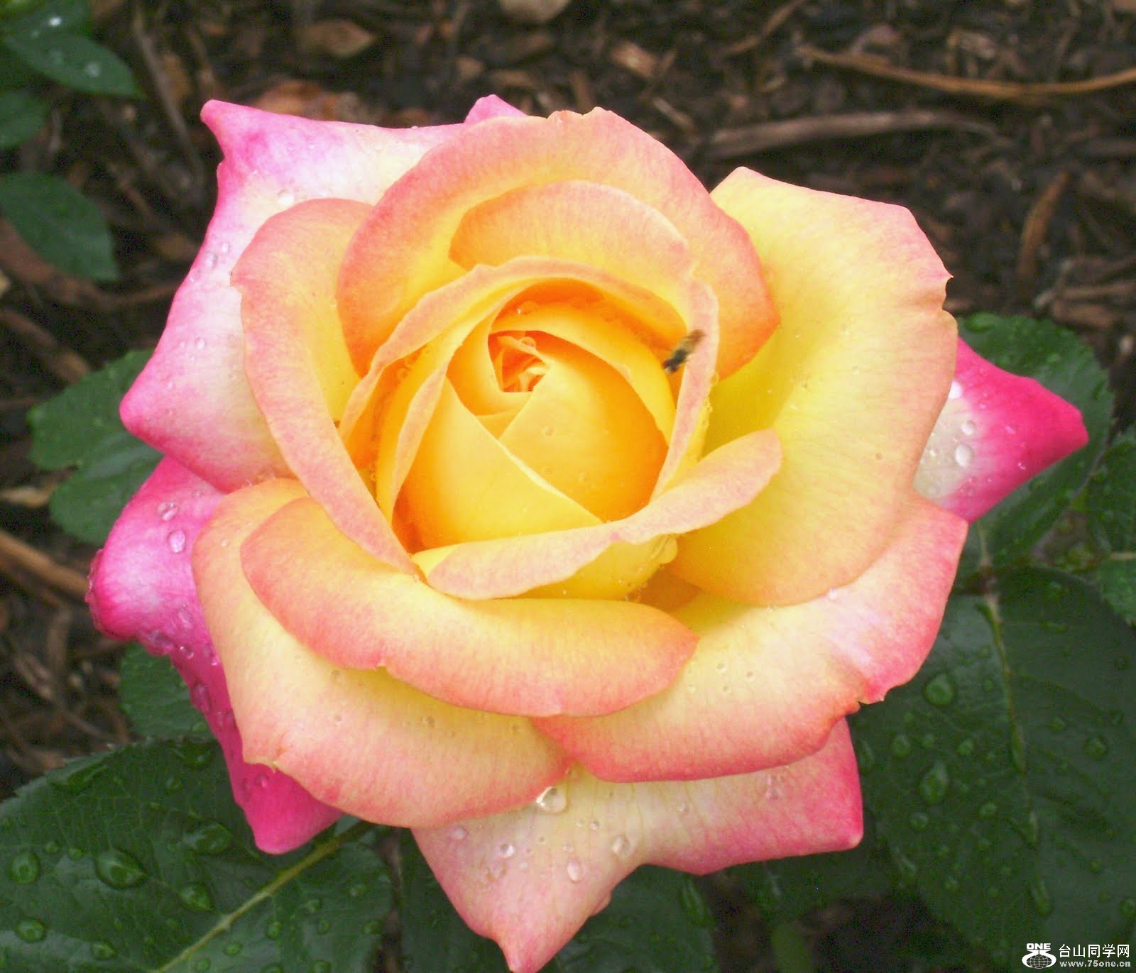 Love and Peace rose.jpg
