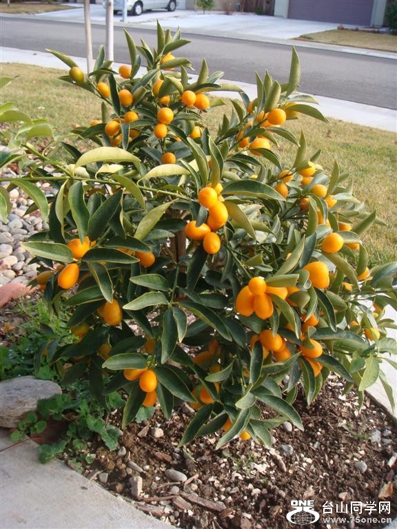 DSC06166 (Large).JPG