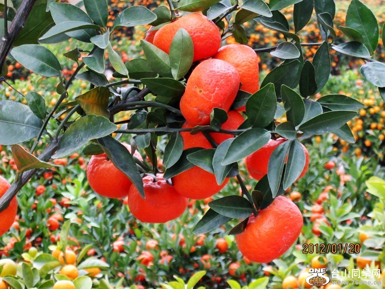 �껨����λ���� 176_conew1.jpg