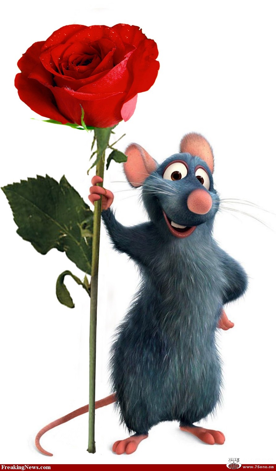 Rat-a-rose-37434.jpg