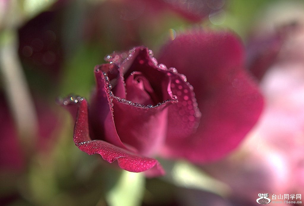 _DSC0463.NEF [1024x768].jpg