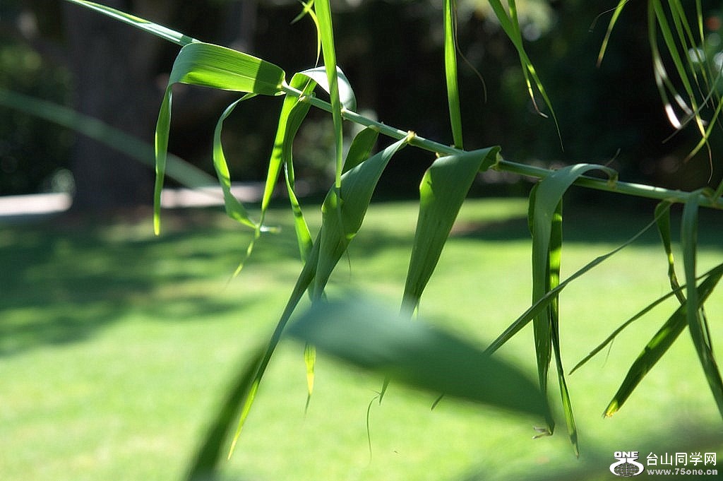 _DSC0695.NEF [1024x768].jpg