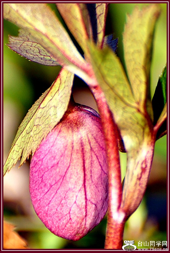 dsc_0868.jpg