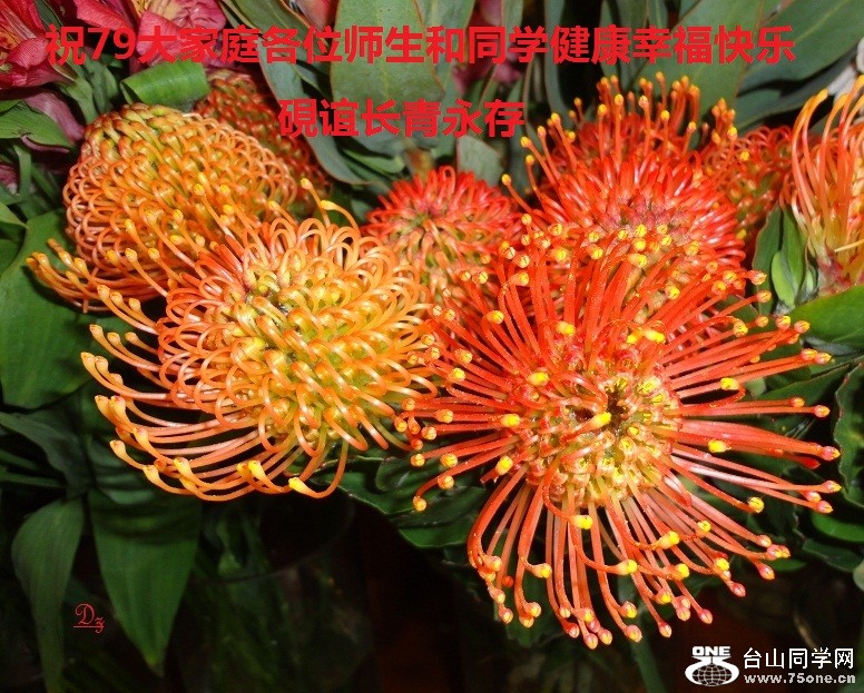 DSC00795-d2.jpg