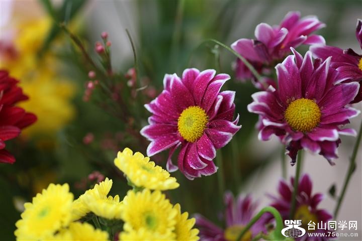 2012 flower 058 (Small).JPG