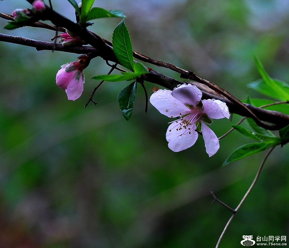 DSC_4301aa.jpg