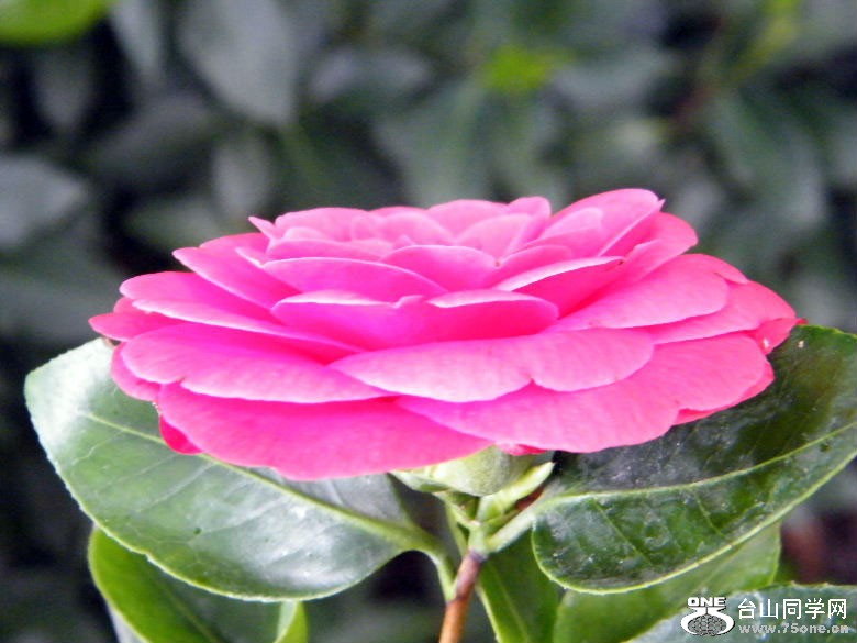 DSCF4531.JPG
