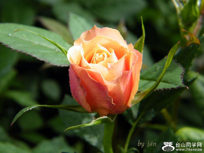 DSCF4562=.jpg