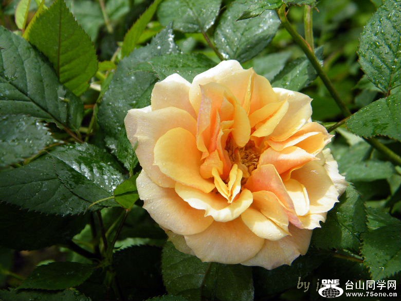 DSCF4563=.jpg