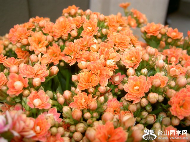 PICT1198.JPG