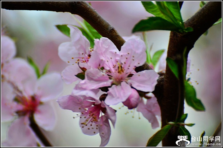 DSC_9090.jpg