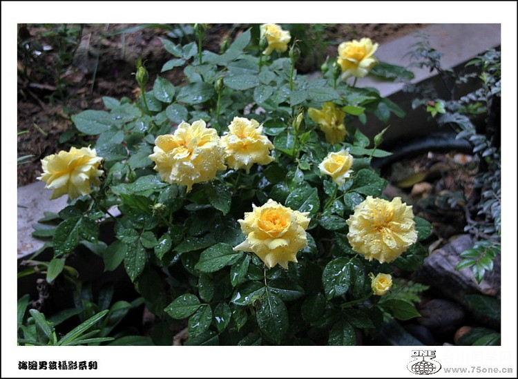 IMG_2266_conew1.jpg
